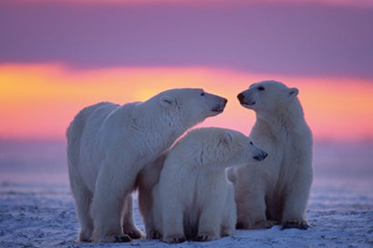 Indianer, Eisbären und Moschusochsen