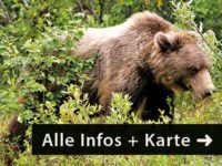 Mietwagen-Reise Alaska Grizzlys Whales and Glacier