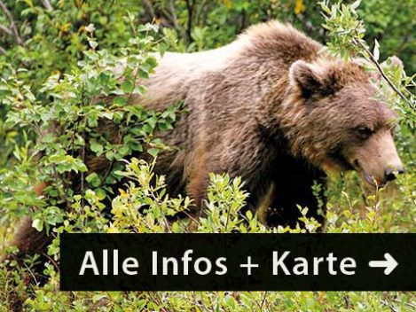 Mietwagen-Reise Alaska Grizzlys Whales and Glacier