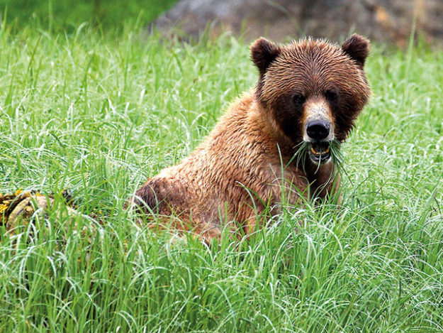 Khutzeymateen Valley Grizzly Tour