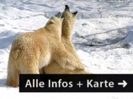 Zentralkanada Mietwagen Reise Kanada Manitoba - Bisons und Polarbären