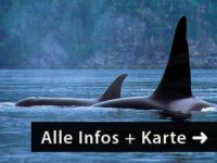 Urlaub Kanada Mietwagen Reise Orcas Eagles and Bears