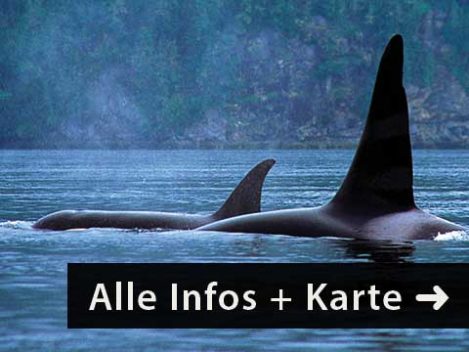 Urlaub Kanada Mietwagen Reise Orcas Eagles and Bears