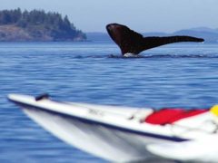 Kajakabenteuer im Orca Camp