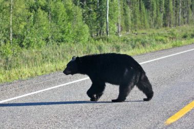 The Last Frontier and Polar Circle