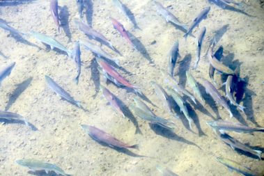 The Last Frontier and Polar Circle