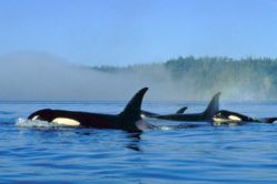 The Best of the West | Captain René’s Travel Inc.