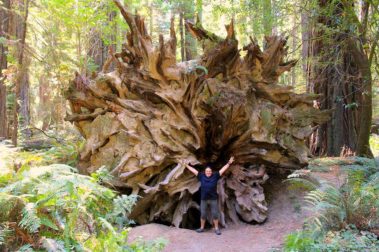 Avenue of the Giants