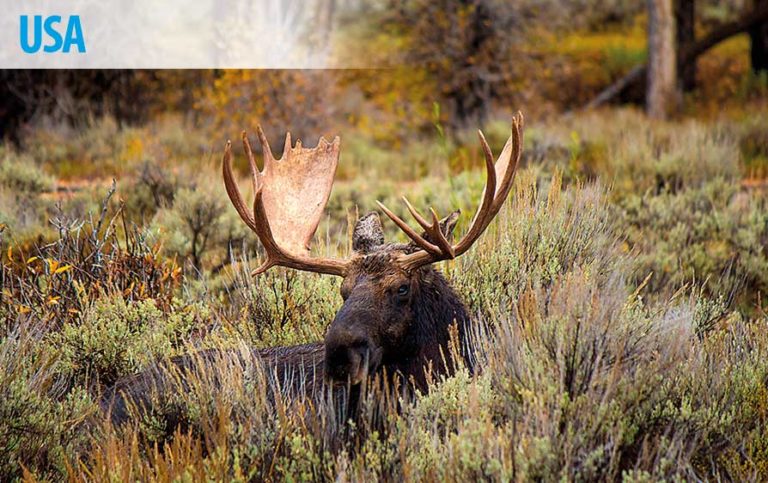 USA Abenteuerreise Yellowstone