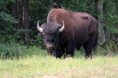 Bison im Yellowstone-Nationalpark
